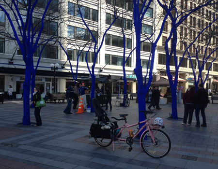 Blue Trees in Westlake Park