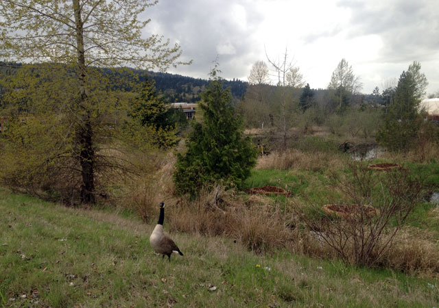 Wildlife in Issaquah
