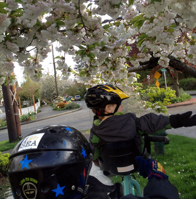 We brake for cherry blossoms