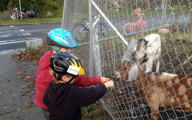 Rent-a-Ruminant sweethearts