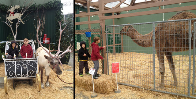 Swansons Reindeer Festival